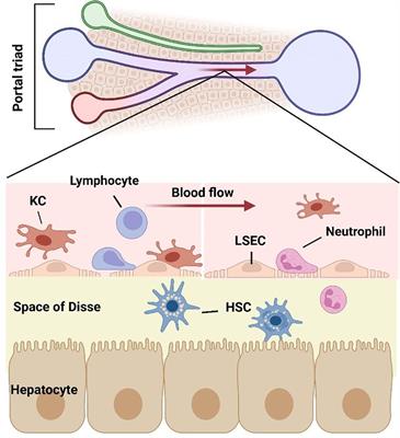 Frontiers | The Crosstalk Between Liver Sinusoidal Endothelial Cells ...